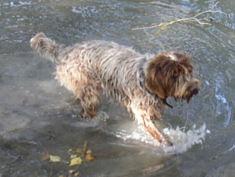 Wirehaired Pointing Griffon Bullet (Griffe D'Automne Silver Bullet NA P III)